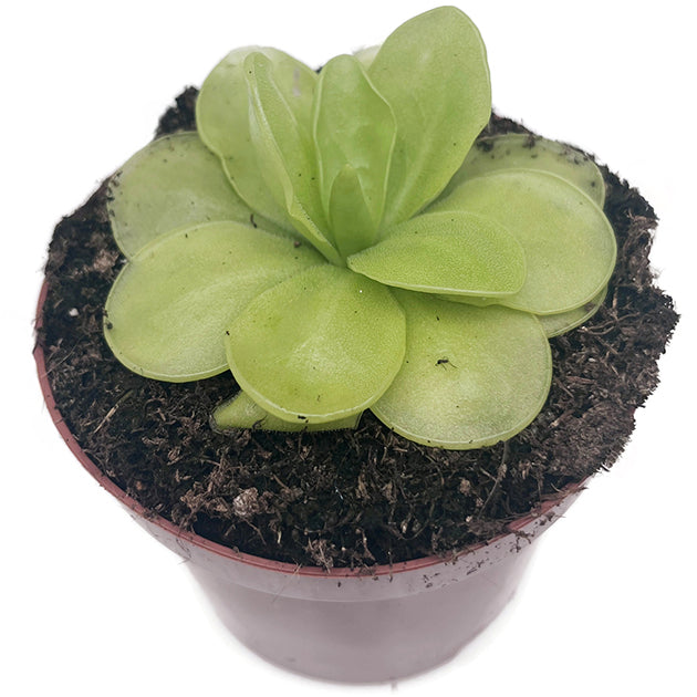 Pinguicula "Ibarea" - zierliches Fettkraut