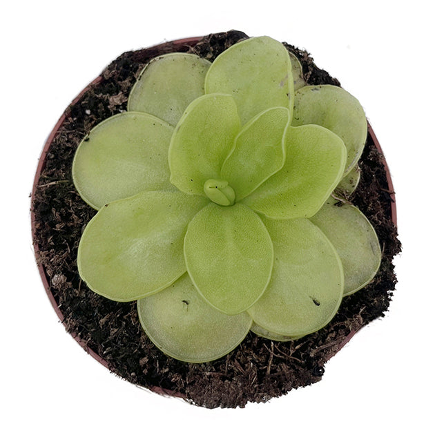 Pinguicula "Ibarea" - zierliches Fettkraut