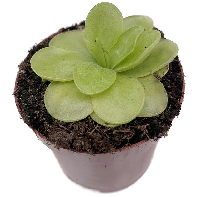 Pinguicula "Ibarea" - zierliches Fettkraut
