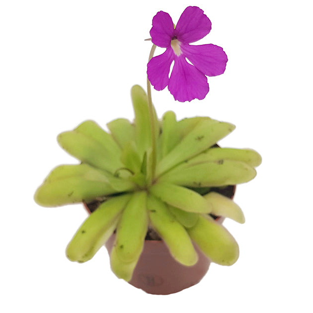 Pinguicula "Saskia" - elegantes Fettkraut