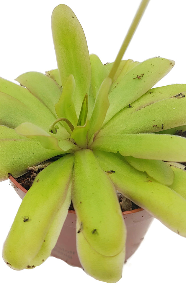 Pinguicula "Saskia" - elegantes Fettkraut