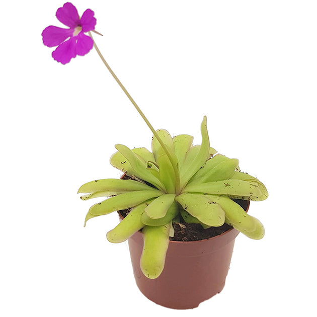 Pinguicula "Saskia" - elegantes Fettkraut