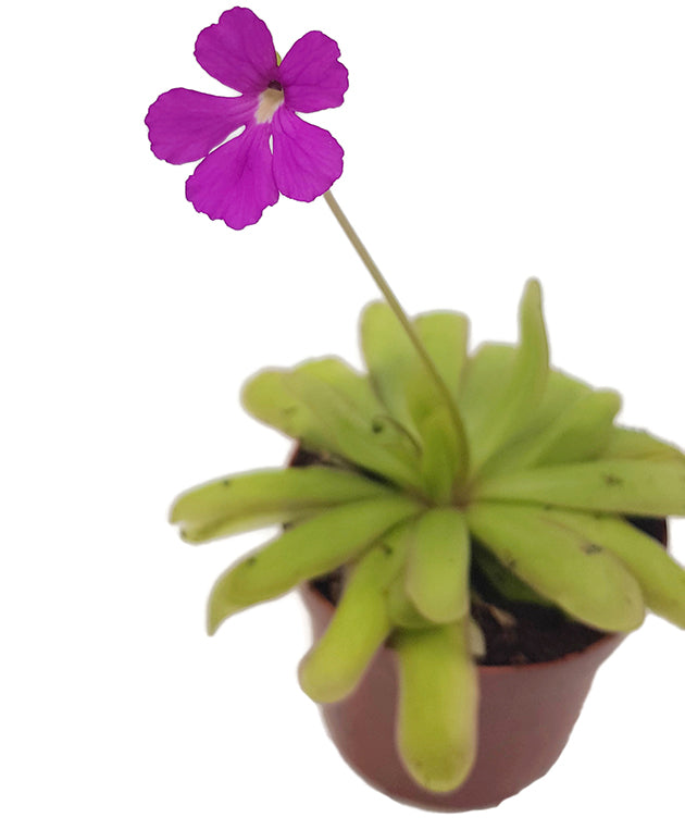 Pinguicula "Saskia" - elegantes Fettkraut