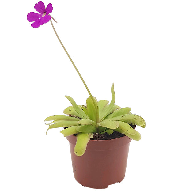Pinguicula "Saskia" - elegantes Fettkraut