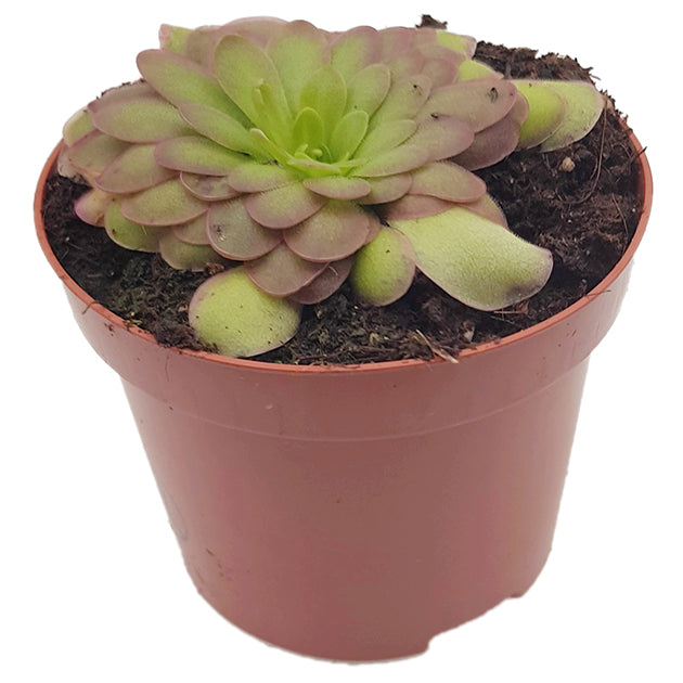 Pinguicula "Gaby" - zierliches Fettkraut