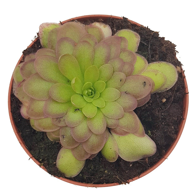 Pinguicula "Gaby" - zierliches Fettkraut