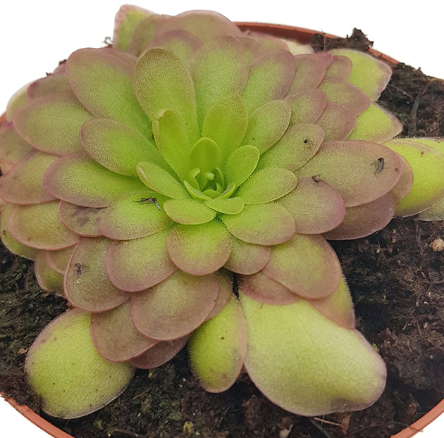 Pinguicula "Gaby" (razberry blonde) - zierliches Fettkraut