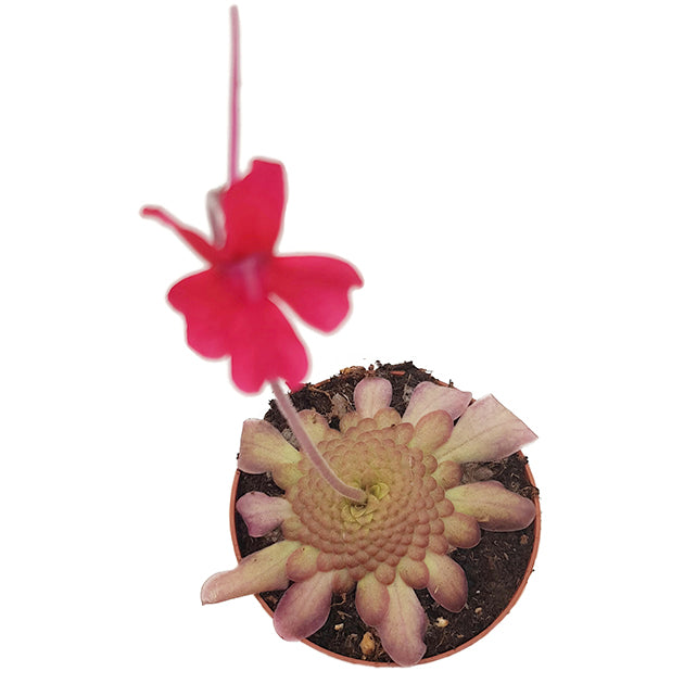 Pinguicula laueana - rotes Fettkraut