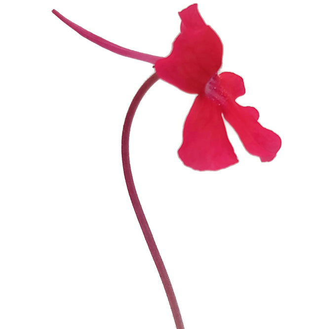 Pinguicula laueana - rotes Fettkraut