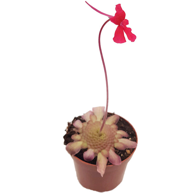 Pinguicula laueana - rotes Fettkraut