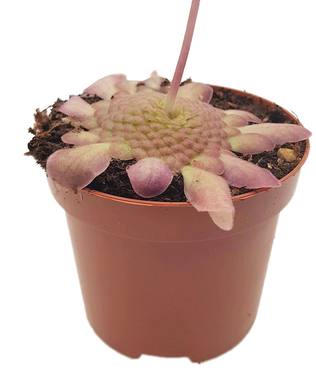 Pinguicula laueana - rotes Fettkraut