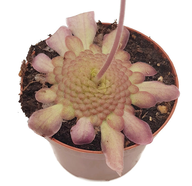 Pinguicula laueana - rotes Fettkraut