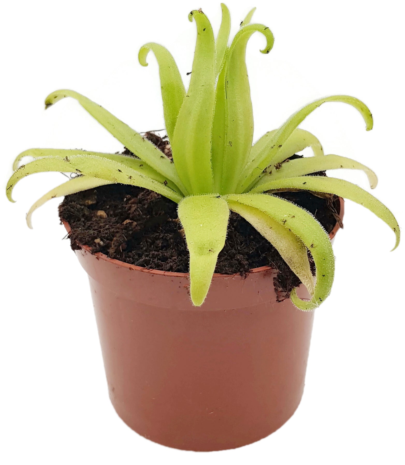 Pinguicula x "Aphrodite" (agnata x moctezumae)