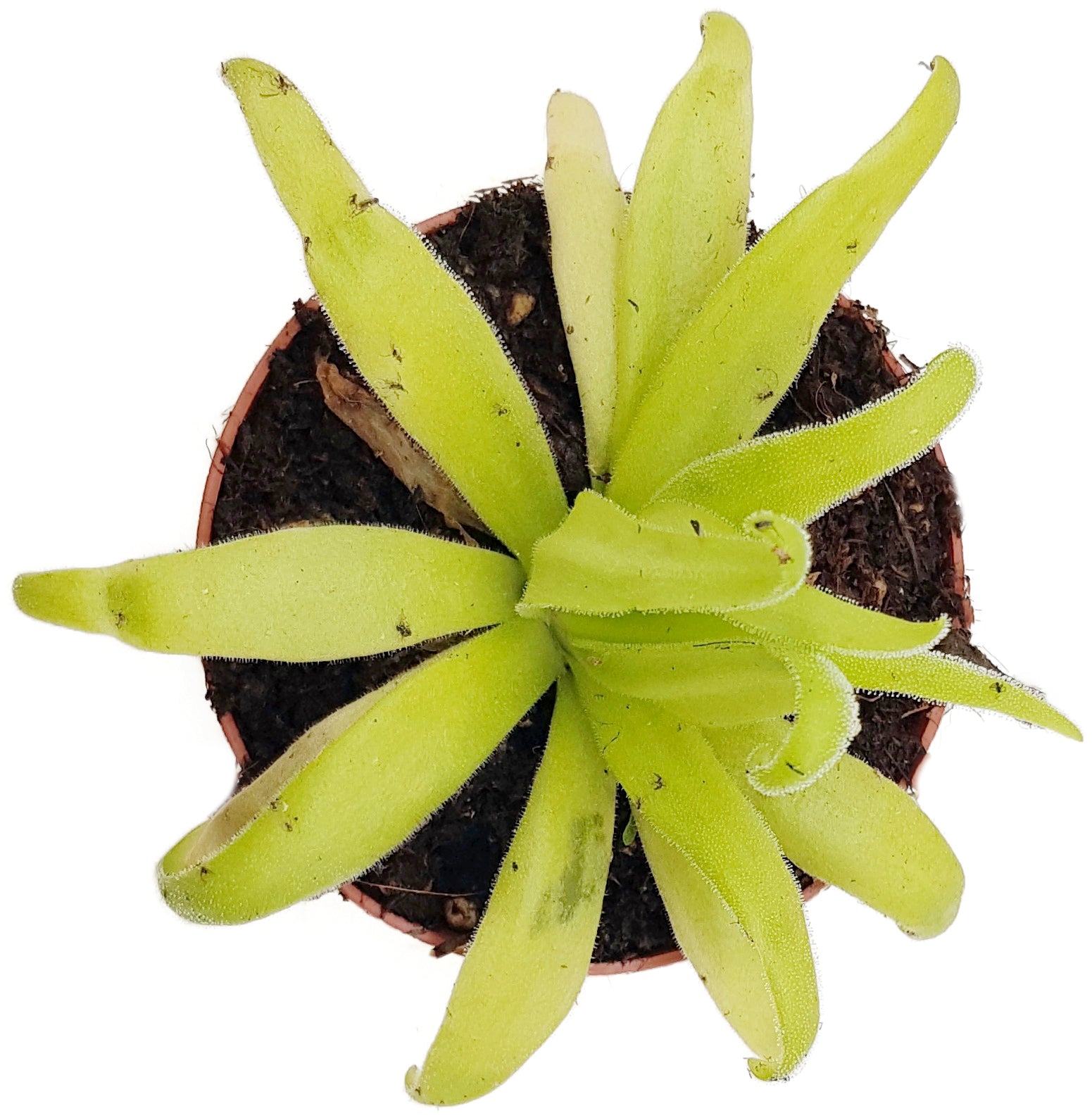 Pinguicula x "Aphrodite" (agnata x moctezumae)