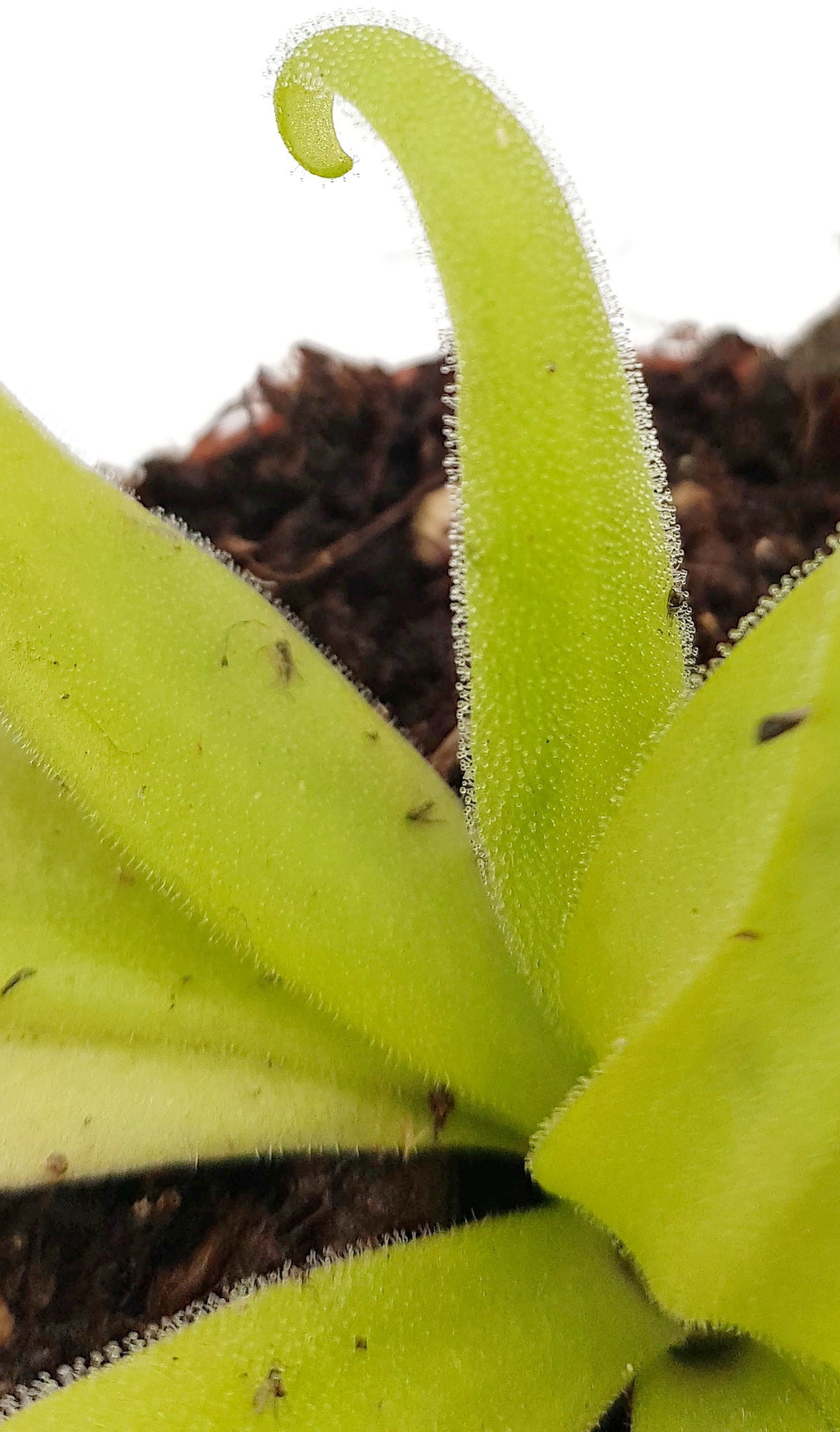 Pinguicula x "Aphrodite" (agnata x moctezumae)