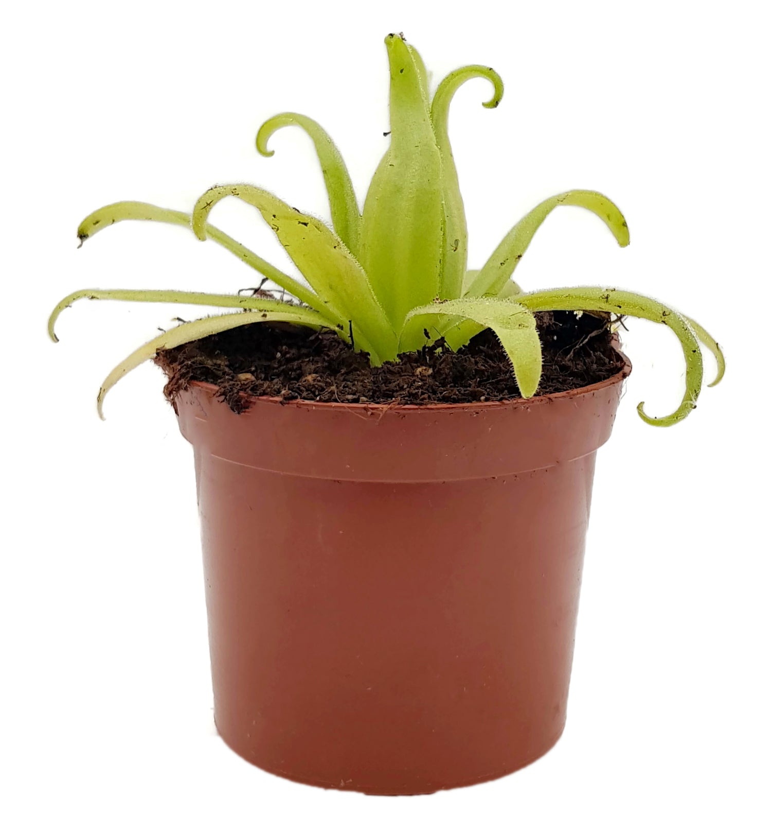 Pinguicula x "Aphrodite" (agnata x moctezumae)