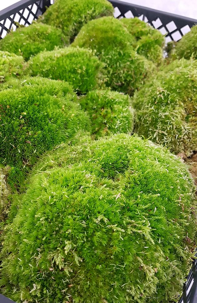 Plattenmoos - hochwertiges Dekomaterial