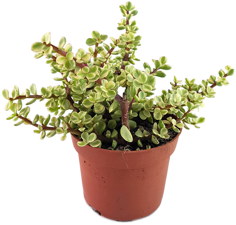 Portulacaria afra &