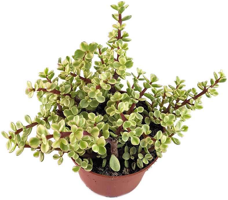 Portulacaria afra &