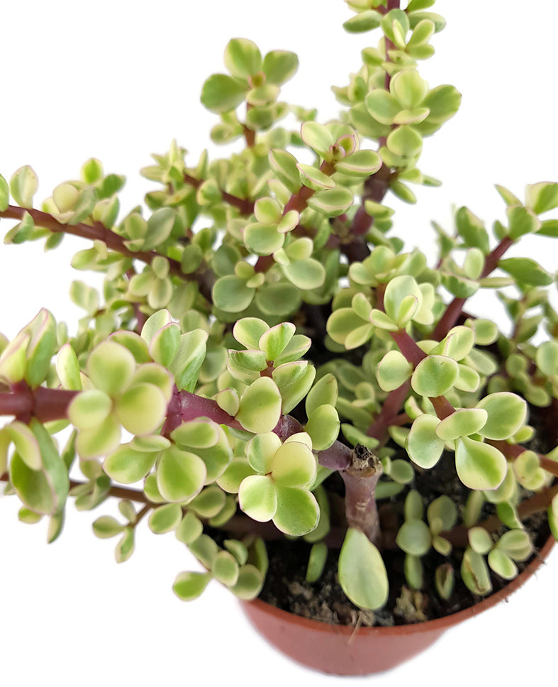 Portulacaria afra &