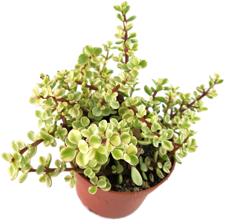 Portulacaria afra &