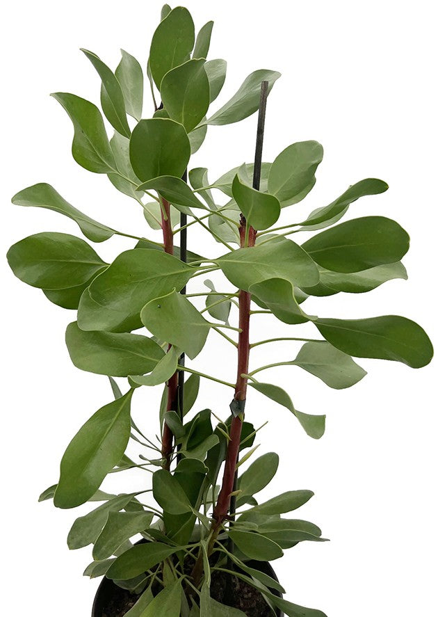 Protea cynaroides - Königsprotea "Little Prince" - SALE ohne Blüte