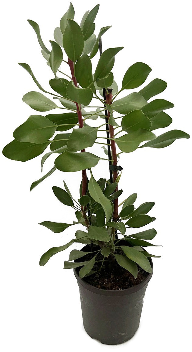 Protea cynaroides - Königsprotea "Little Prince" - SALE ohne Blüte