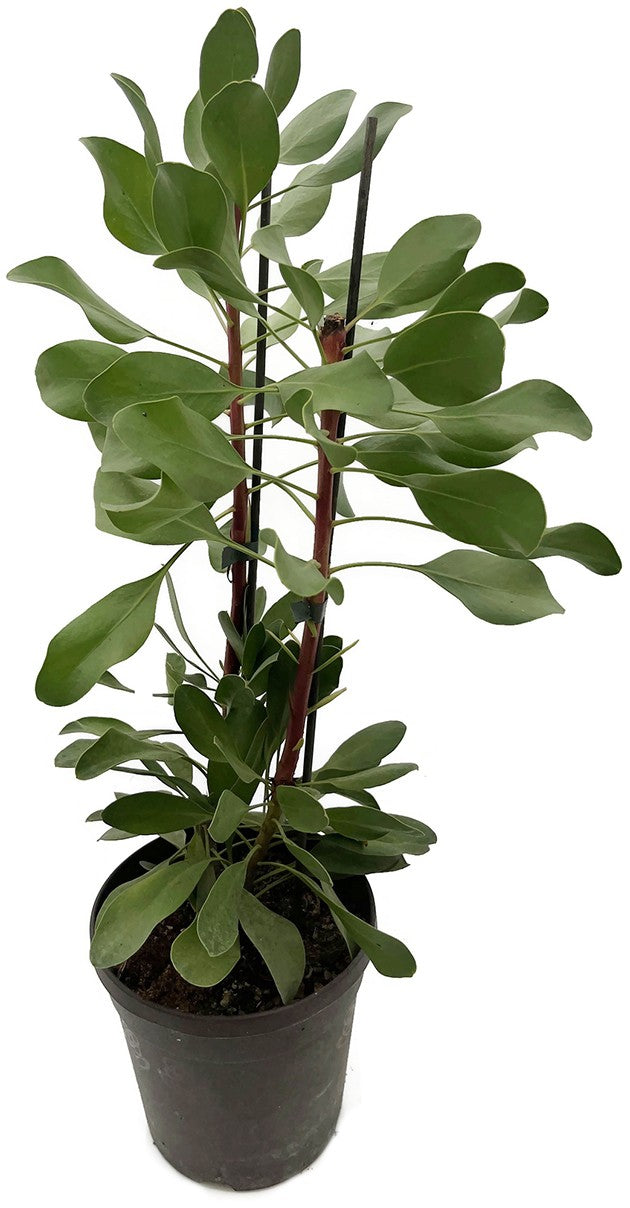 Protea cynaroides - Königsprotea "Little Prince" - SALE ohne Blüte