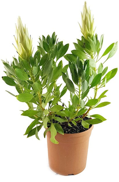 Protea "White Crown" - Federbusch