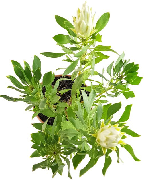 Protea "White Crown" - Federbusch