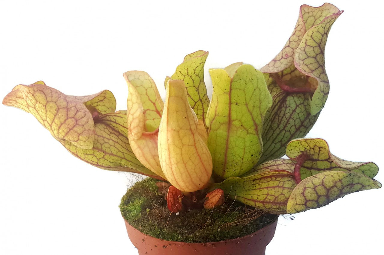 Sarracenia Purpurea ssp. Venosa Klon 2