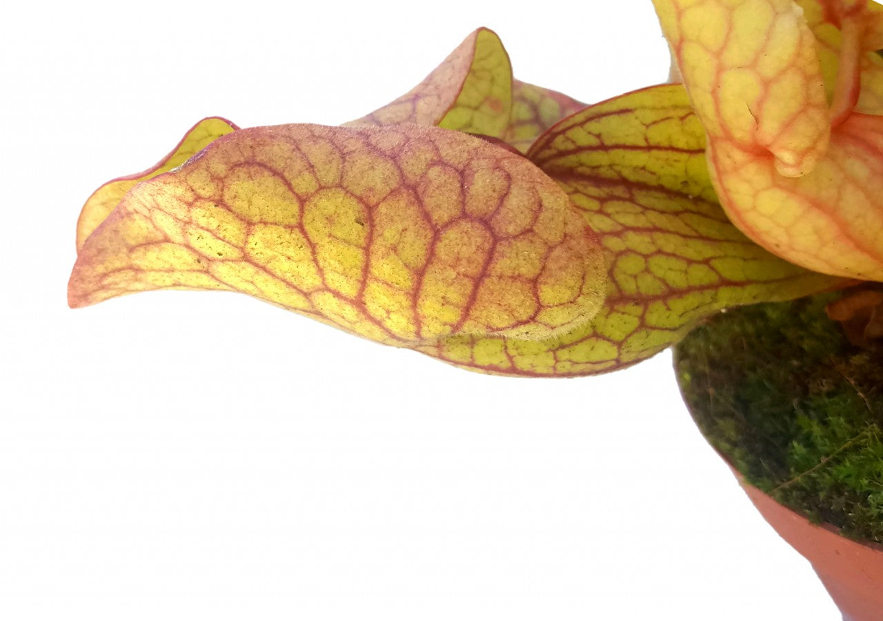 Sarracenia Purpurea ssp. Venosa Klon 2