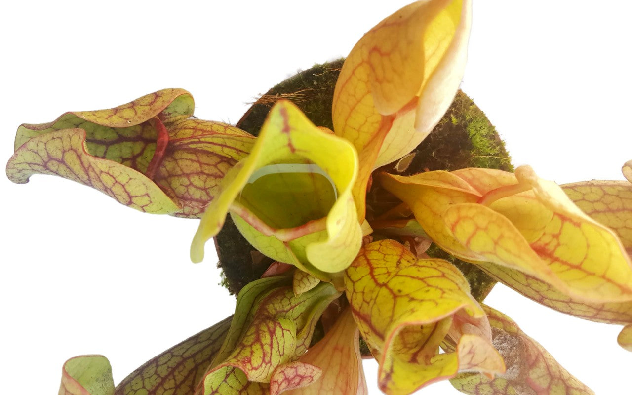 Sarracenia Purpurea ssp. Venosa Klon 2