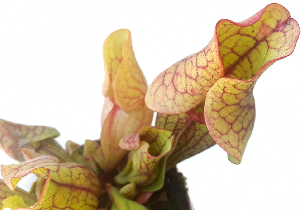 Sarracenia Purpurea ssp. Venosa Klon 2