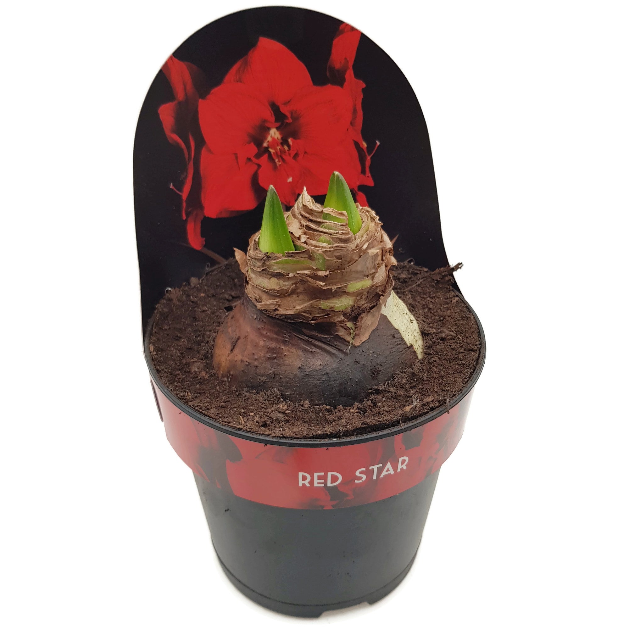 Hippeastrum "Red Star" - rote Blüte