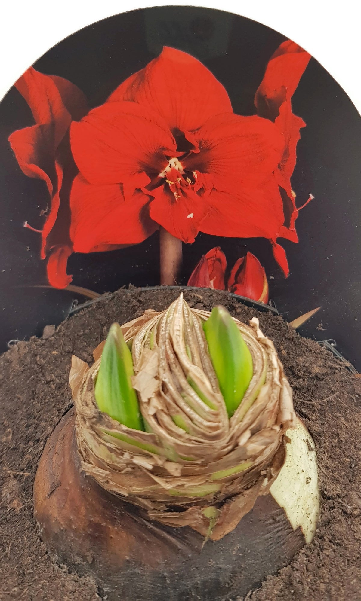 Hippeastrum "Red Star" - rote Blüte