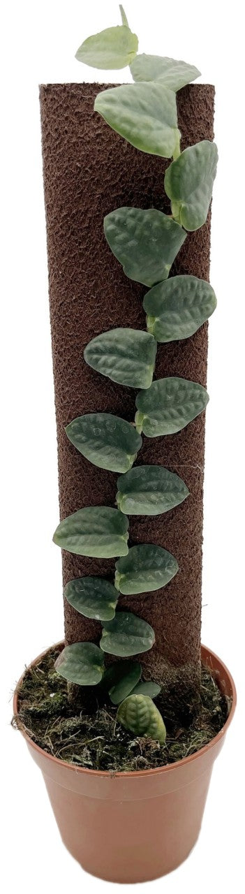 Raphiodora tenuis - seltenes Fensterblatt