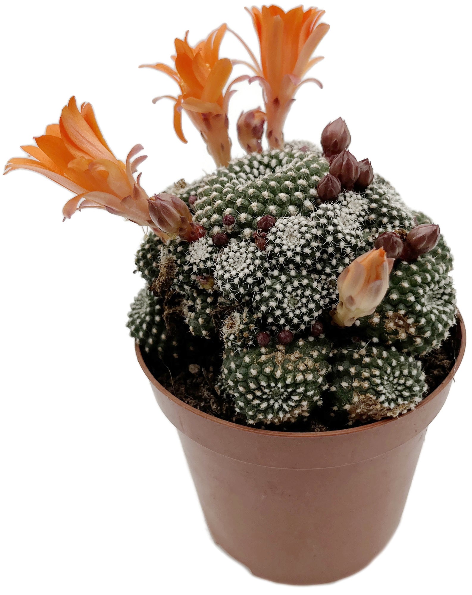Rebutia krainziana - Kranzkaktus