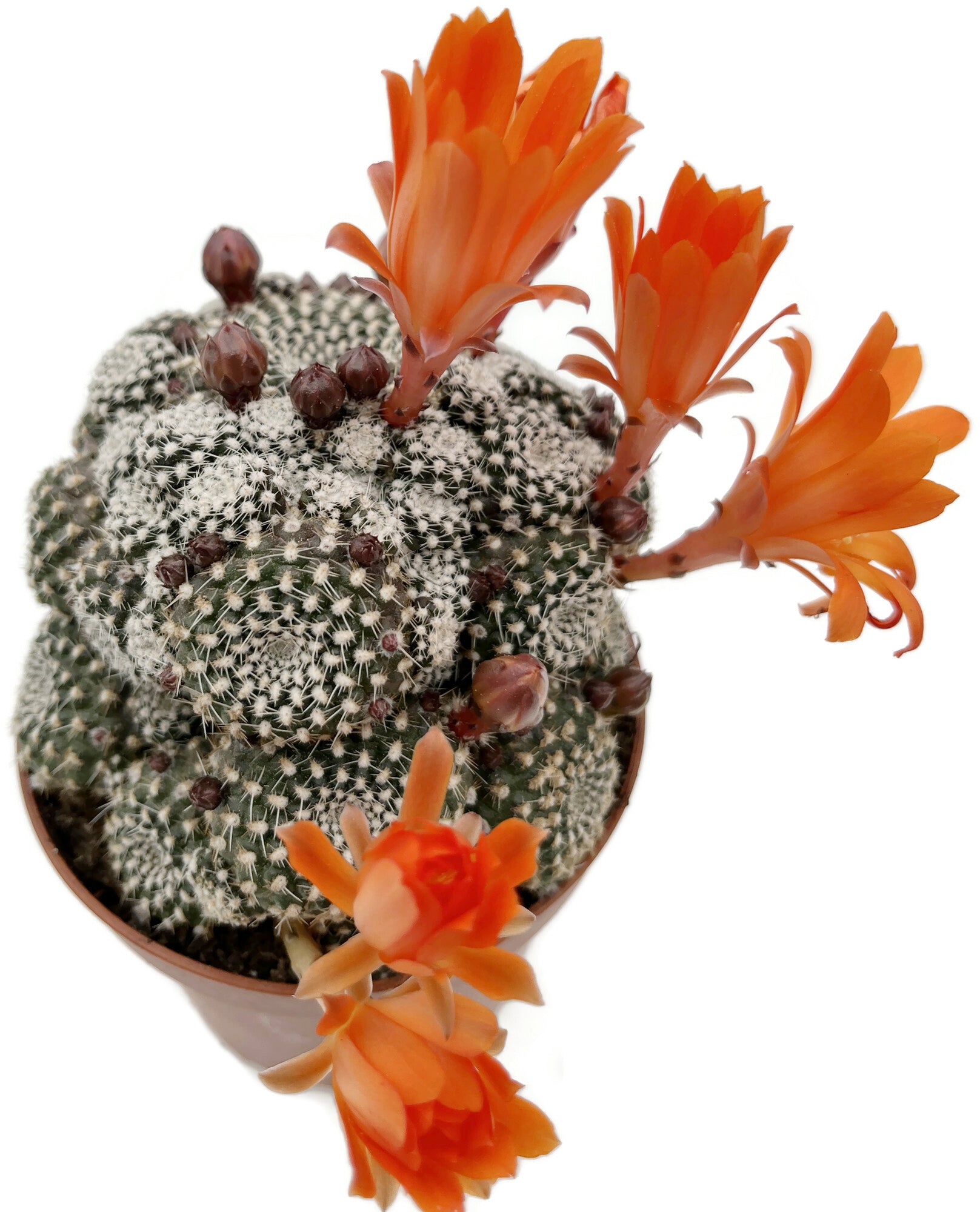Rebutia krainziana - Kranzkaktus