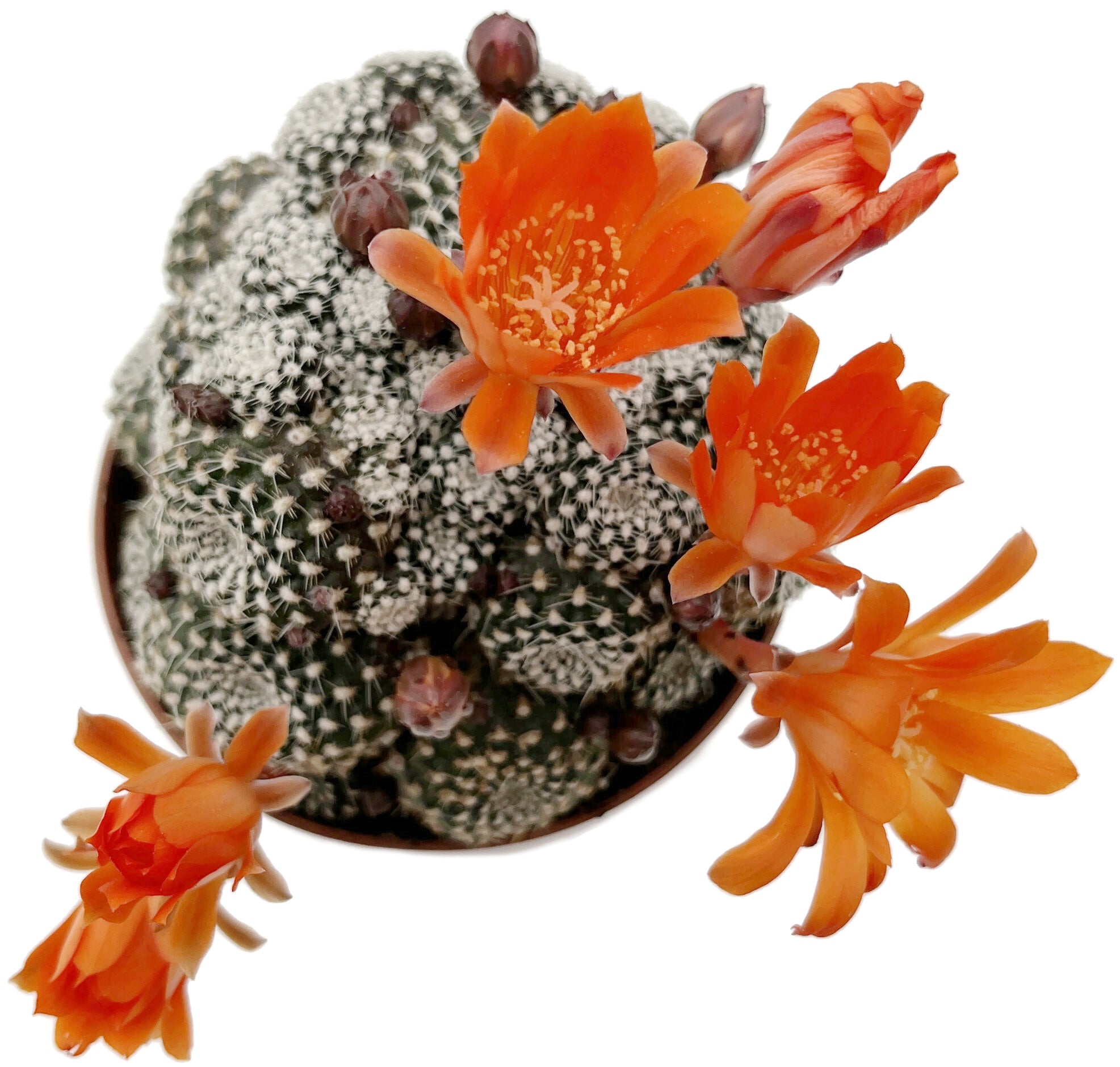 Rebutia krainziana - Kranzkaktus