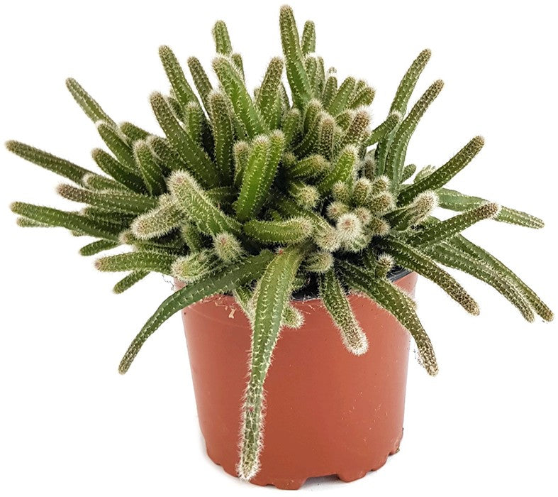 Rhipsalis baccifera ssp. horrida - Binsenkaktus