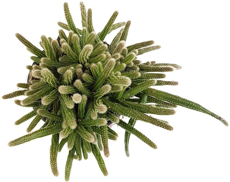Rhipsalis baccifera ssp. horrida - Binsenkaktus