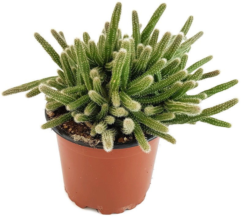 Rhipsalis baccifera ssp. horrida - Binsenkaktus