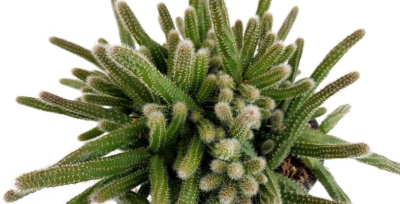 Rhipsalis baccifera ssp. horrida - Binsenkaktus