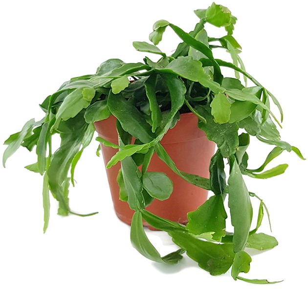 Rhipsalis "crispata" - Peitschenkaktus