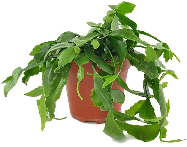 Rhipsalis "crispata" - Peitschenkaktus