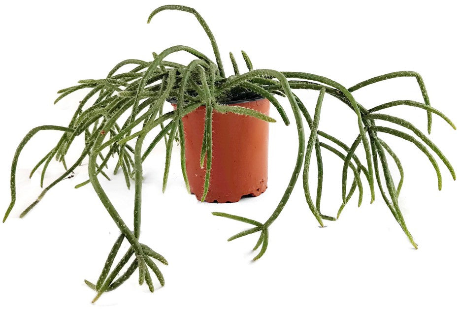 Rhipsalis baccifera ssp. horrida - Binsenkaktus