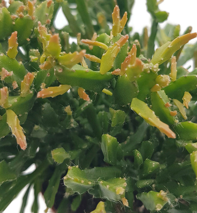 Rhipsalis ewaldiana - Korallenkaktus