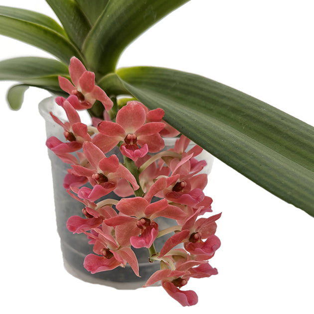 Rhynchostylis gigantea aromatique evoke - duftende Orchidee