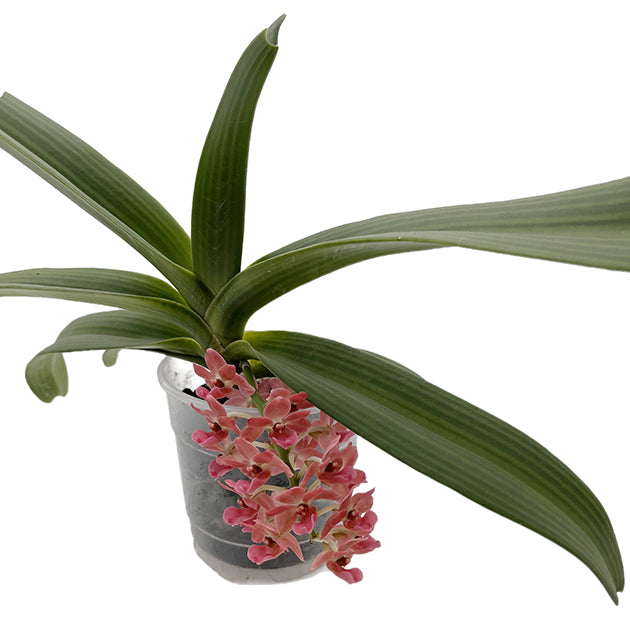 Rhynchostylis gigantea aromatique evoke - duftende Orchidee
